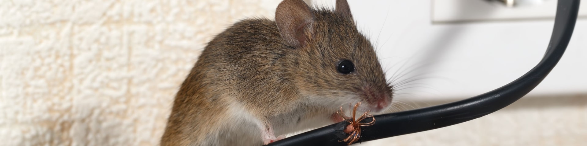 Rodent Control In Mesquite Texas Mouse Rat Exterminator