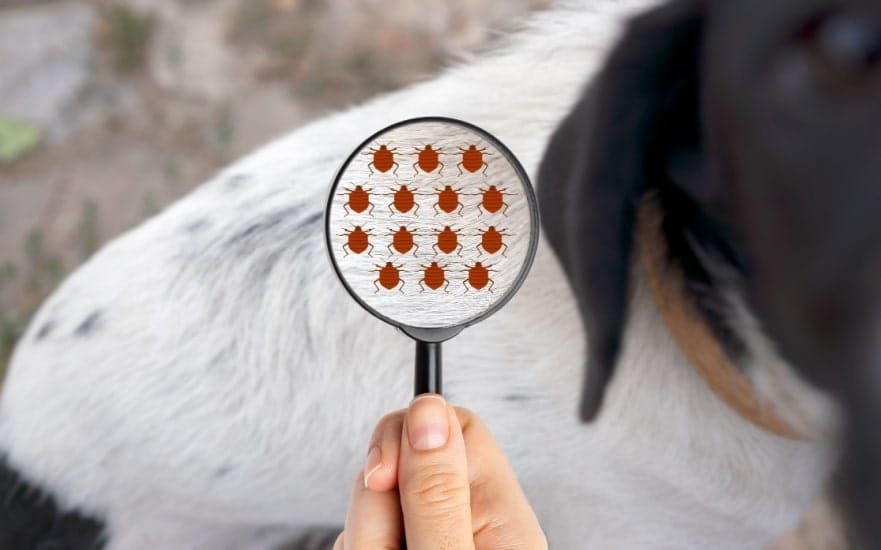 Tick control treatment for family yards by Vinx Pest Control