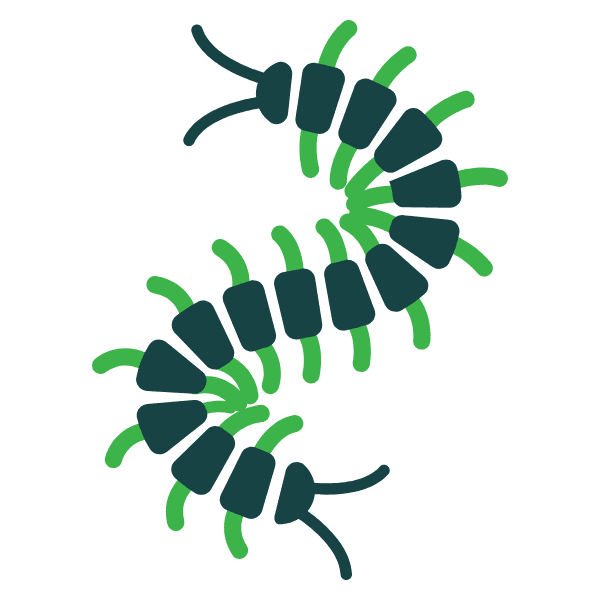 Centipede and Millipede Control