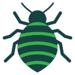 Bed Bug