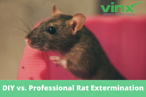 Brown rat climbing out of a container, illustrating DIY versus professional rat and mice extermination
