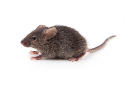 Small grey house mouse in profile on a white background, shown for comparison with a field mouse