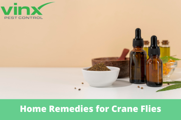 Essential oil bottles and dried herbs in a mortar and bowl, used as natural home remedies for crane flies