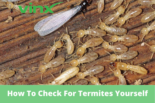 Termite swarmer and worker termites on damaged wood, showing what to look for when checking for termites