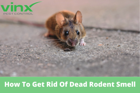 Mouse on a concrete floor, illustrating the source of a dead rodent smell inside a home