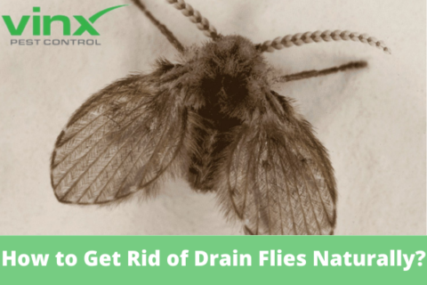 Close-up of a drain fly with fuzzy mottled wings resting on a pale surface