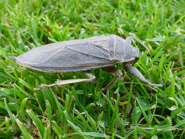Large grey water bug on green grass, showing the flattened oval body used to identify it