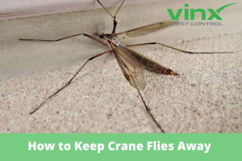 Adult crane fly with long fragile legs resting on a concrete wall beside a house