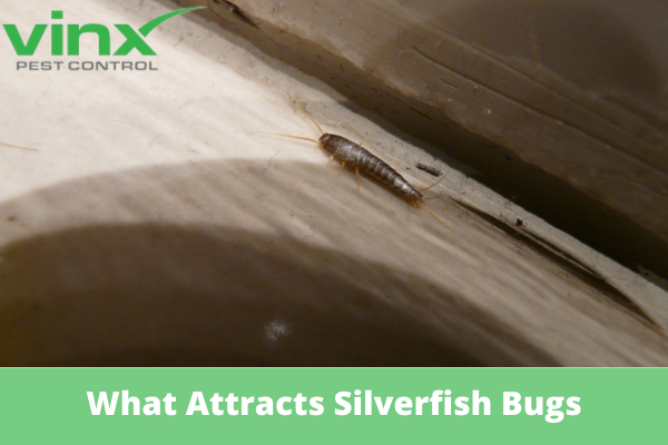 Silverfish crawling along the edge of a damp wooden surface where moisture attracts them