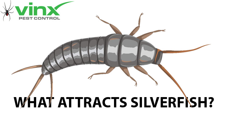 Illustration of a silverfish showing its flat tapered body and three tail filaments