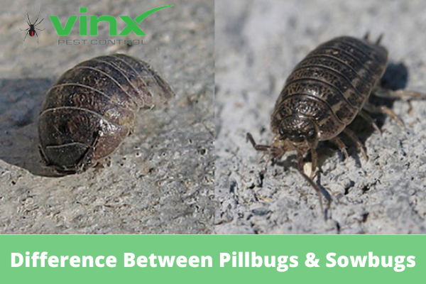 Side-by-side comparison of a pillbug and a sowbug showing the difference in body shape and tail