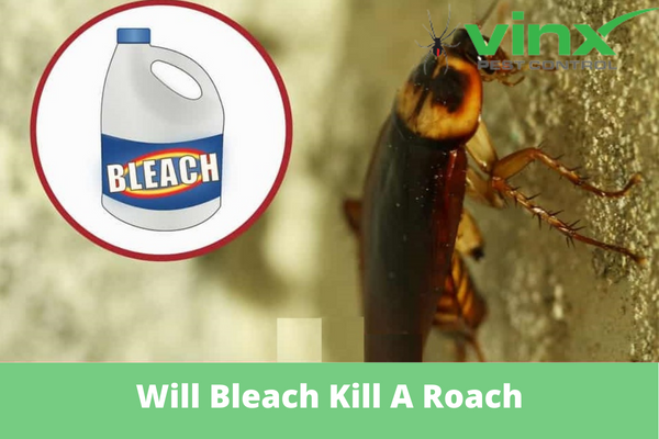 Bleach bottle icon beside a cockroach on wood, illustrating whether bleach kills roaches
