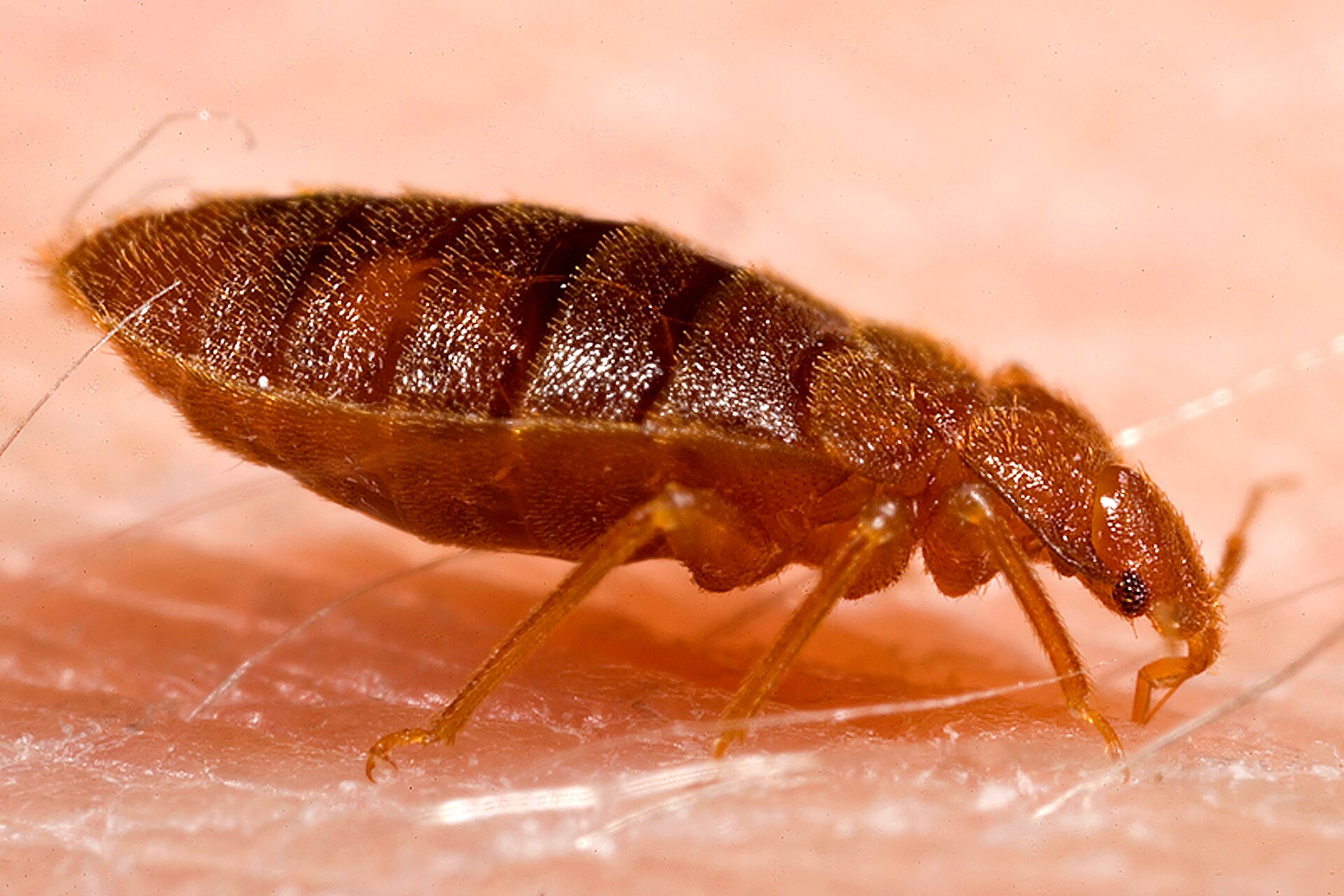 Adult bed bug seen from above, flat oval reddish-brown body
