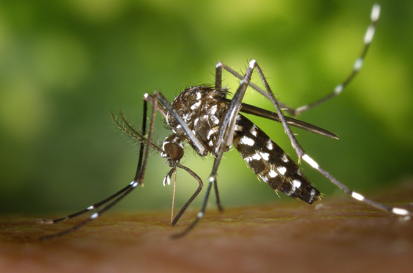 Asian tiger mosquito with black and white striped legs and a white stripe down its back