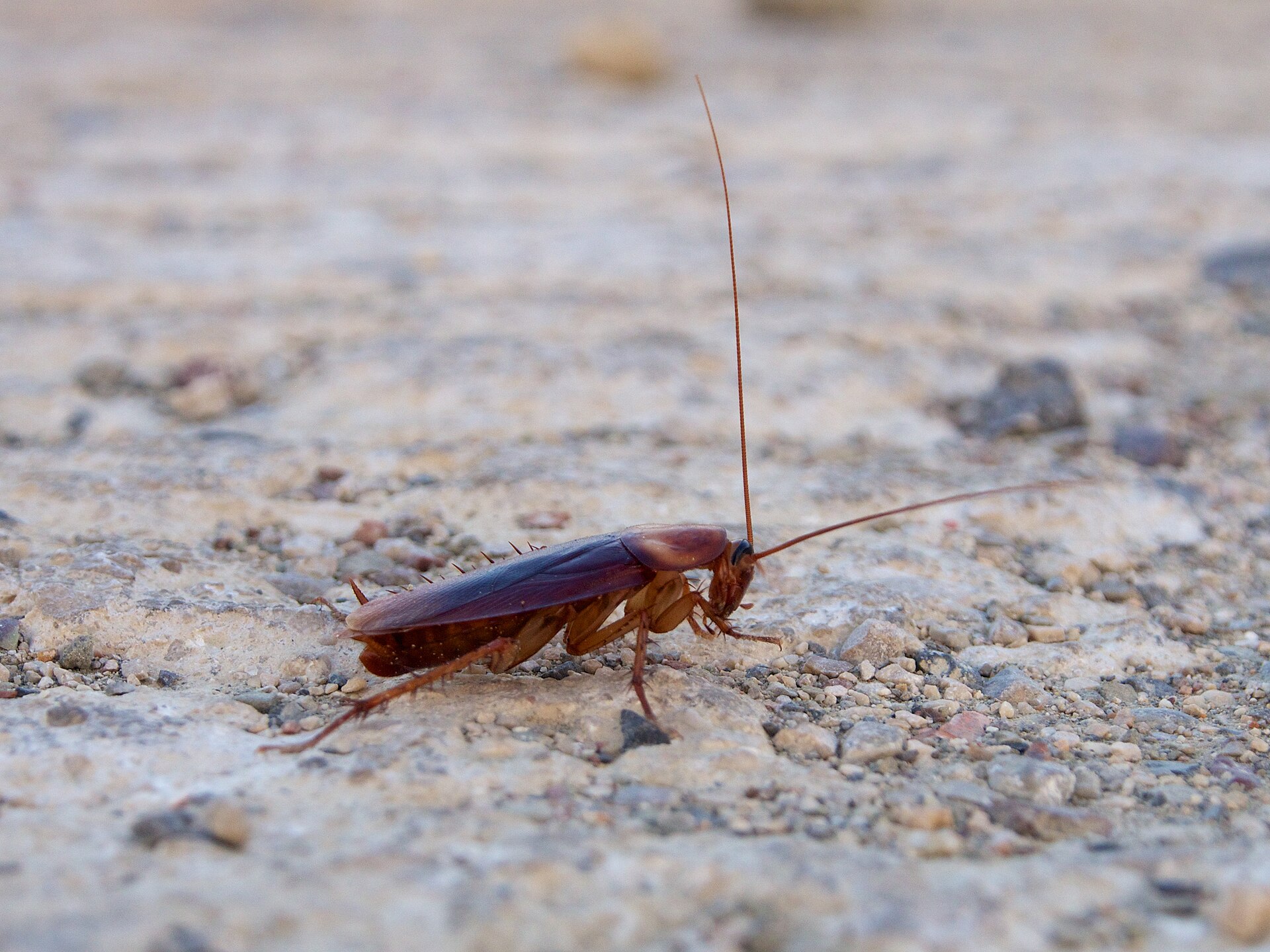 American cockroach on concrete, reddish brown with whip-like antennae as long as its body and a pale border on the shield behind its head