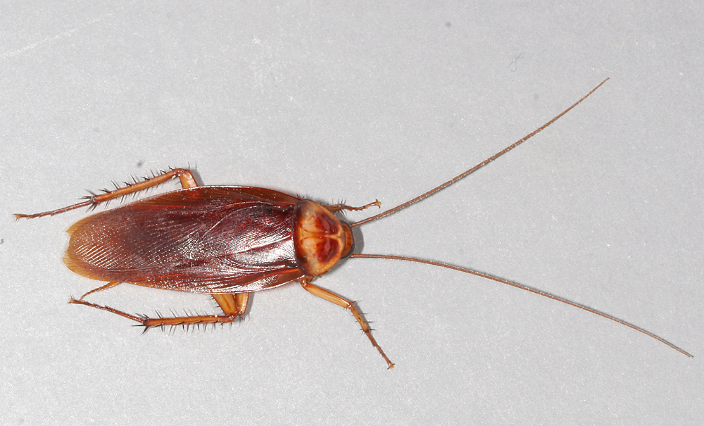 American cockroach in side view, reddish brown with long antennae and spiny legs
