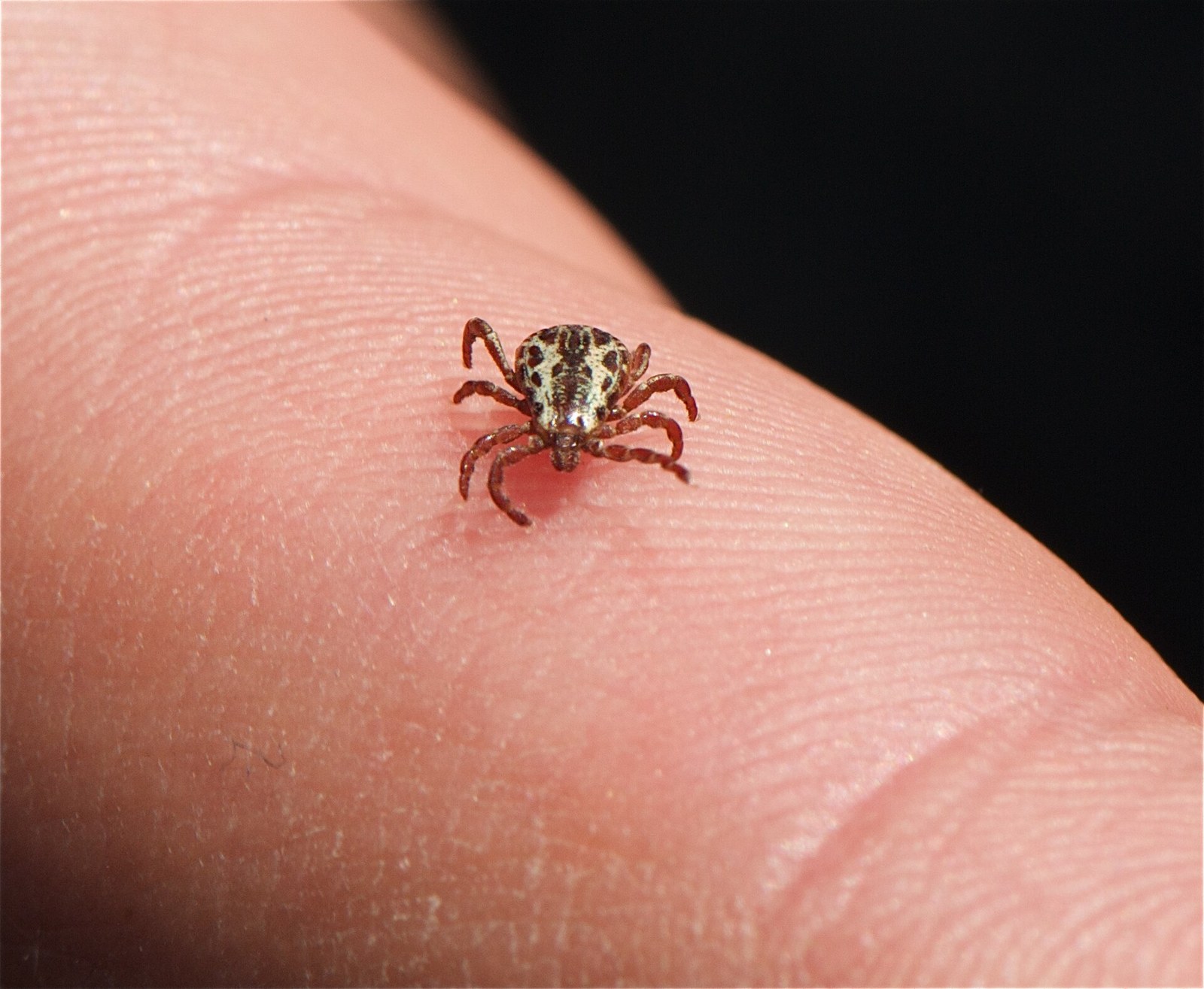 American dog tick resting on a human fingertip, showing how small it is