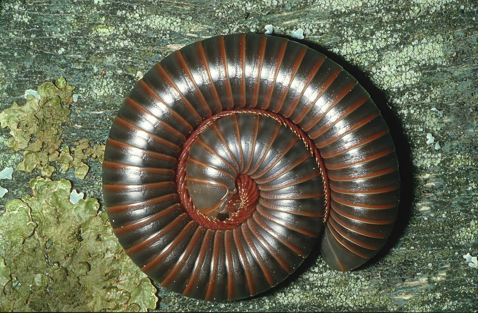 Dark cylindrical American giant millipede on the ground