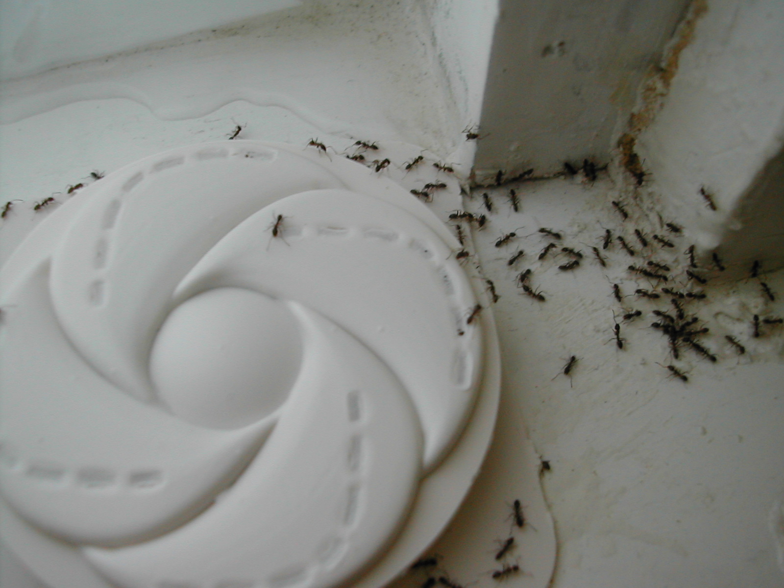 Ants clustered around a bait station feeding on gel bait
