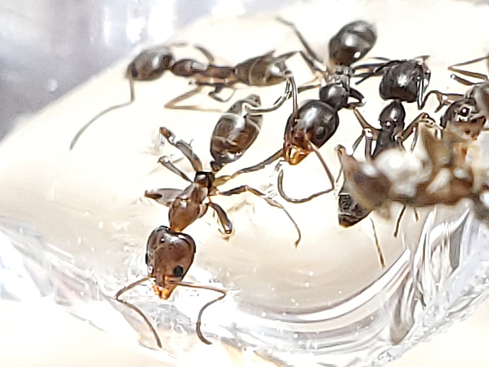 Cluster of small brown Argentine ant workers, Linepithema humile, feeding together on a pale surface