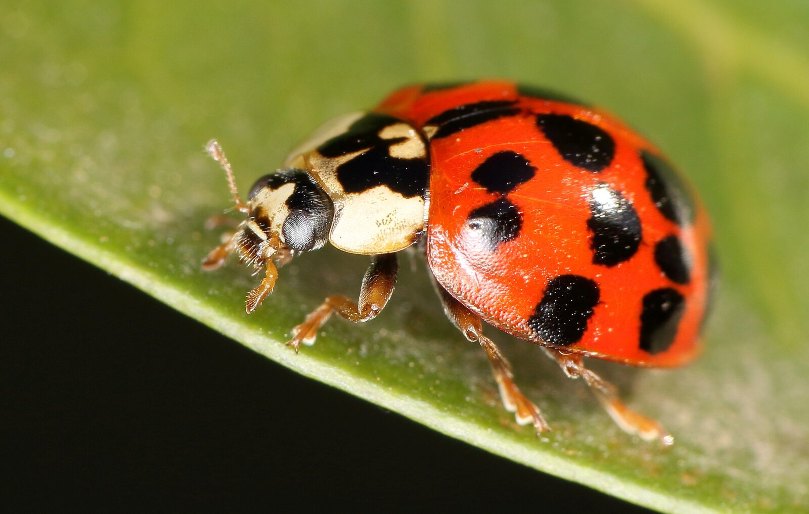Orange Asian lady beetle with dark spots resting on a leaf