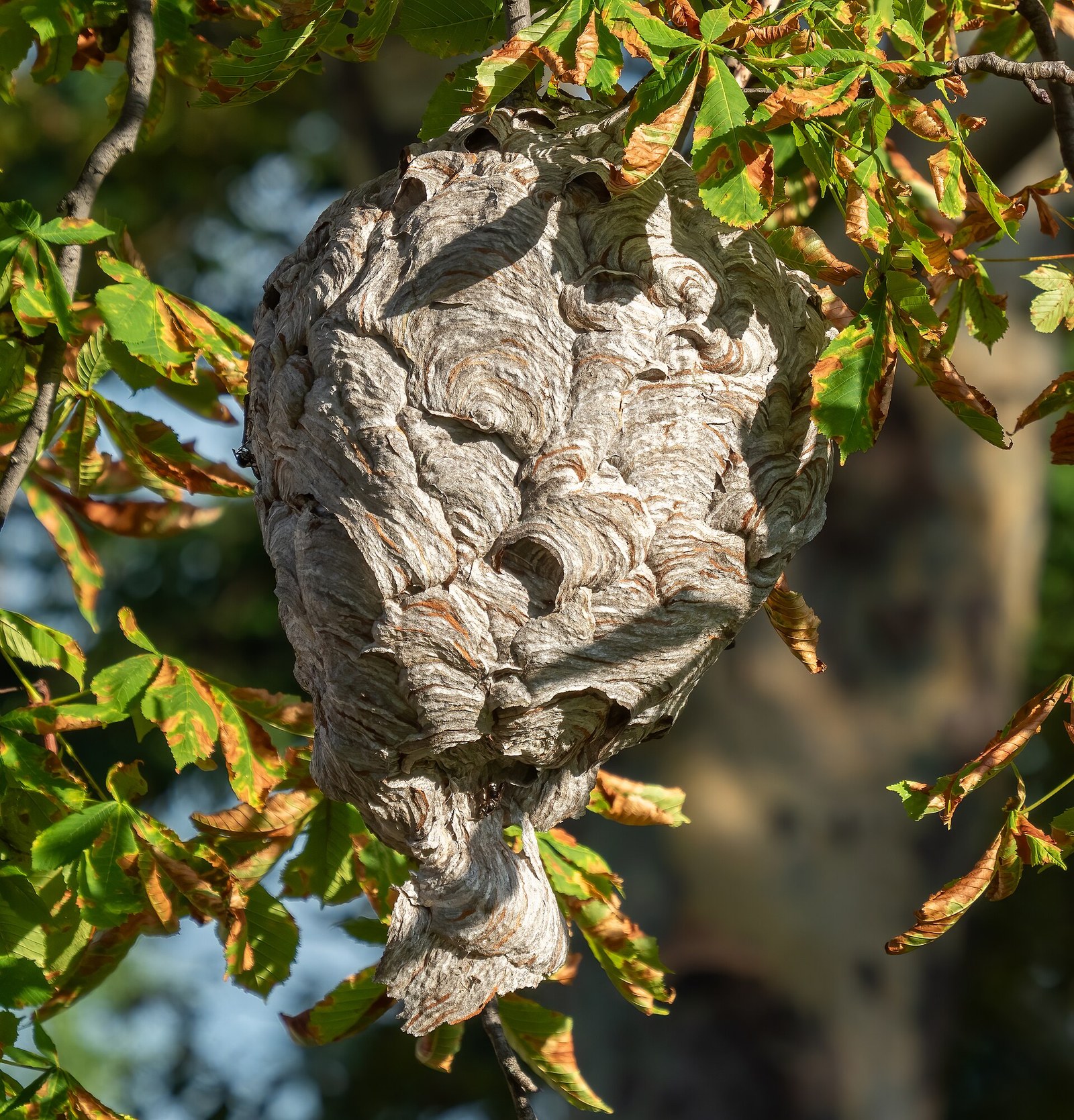 Large grey papery bald-faced hornet nest shaped like a football hanging from a tree branch