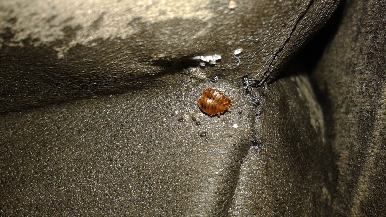 Adult bed bug in a mattress seam with pale eggs cemented to the fabric alongside