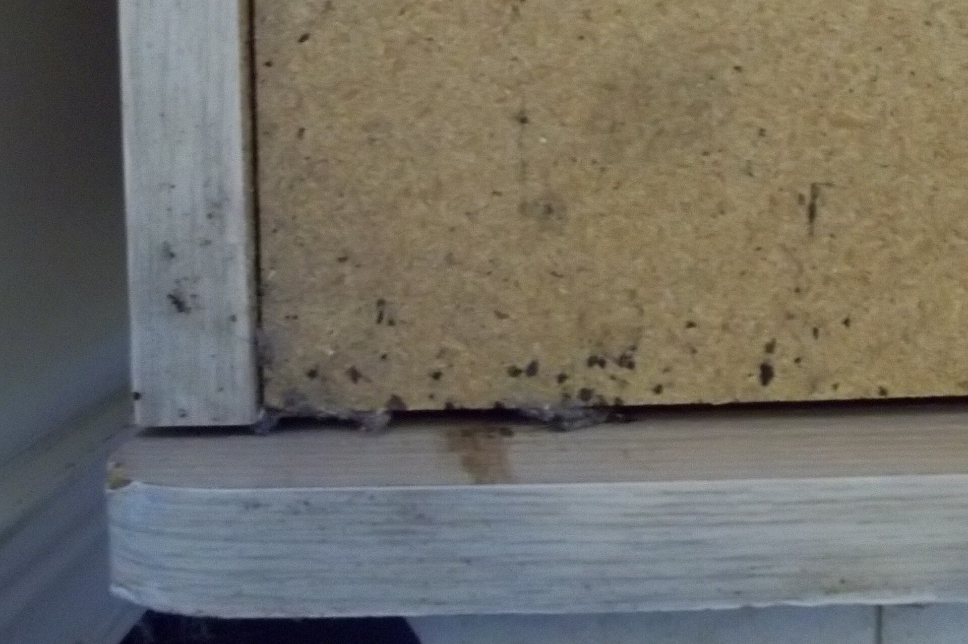 Dark ink-like bed bug fecal stains along the seam of a bed frame