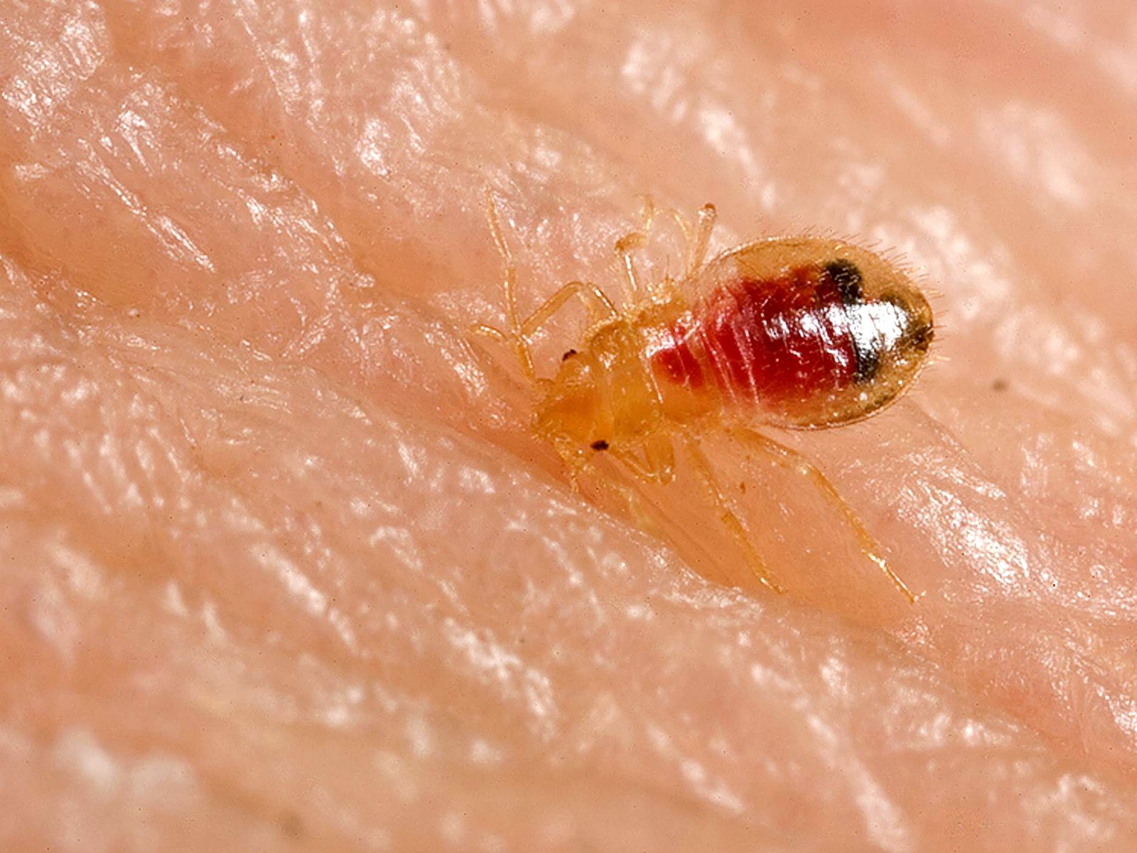 Translucent first-stage bed bug nymph on human skin, its abdomen filled bright red with a fresh blood meal