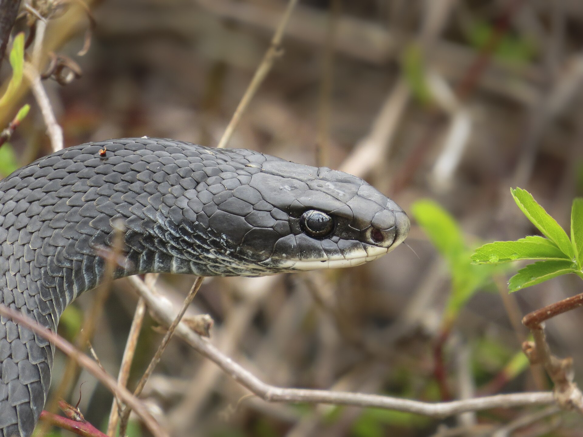 Close-up of a black racer snake’s head showing smooth matte black scales, a large dark eye and a white chin