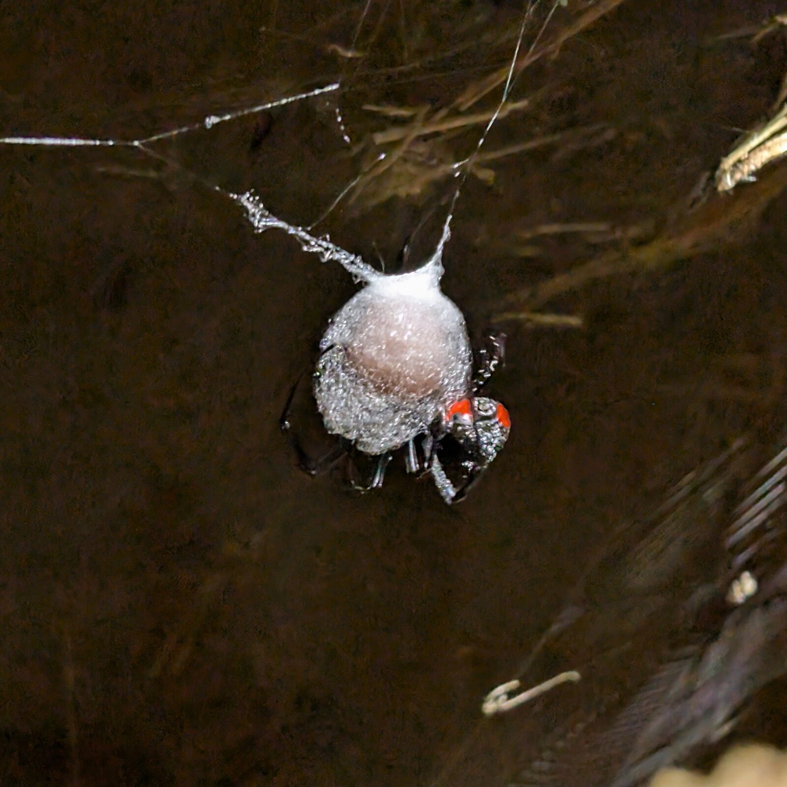 Black widow spider with the red hourglass visible, beside her smooth creamy egg sac