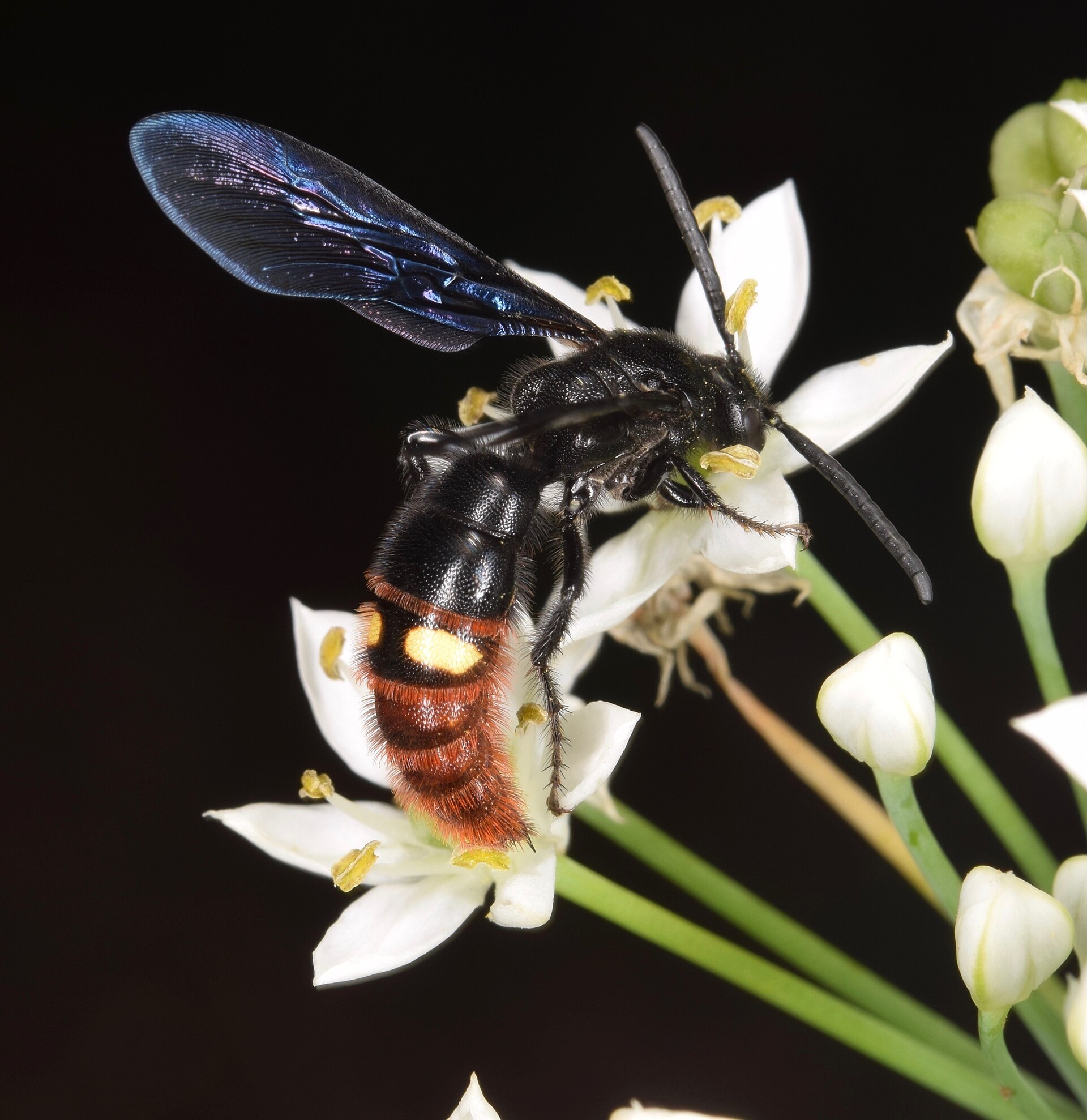 Blue-winged wasp Scolia dubia with iridescent blue-black wings, two yellow spots and a rusty orange abdomen on a white flower