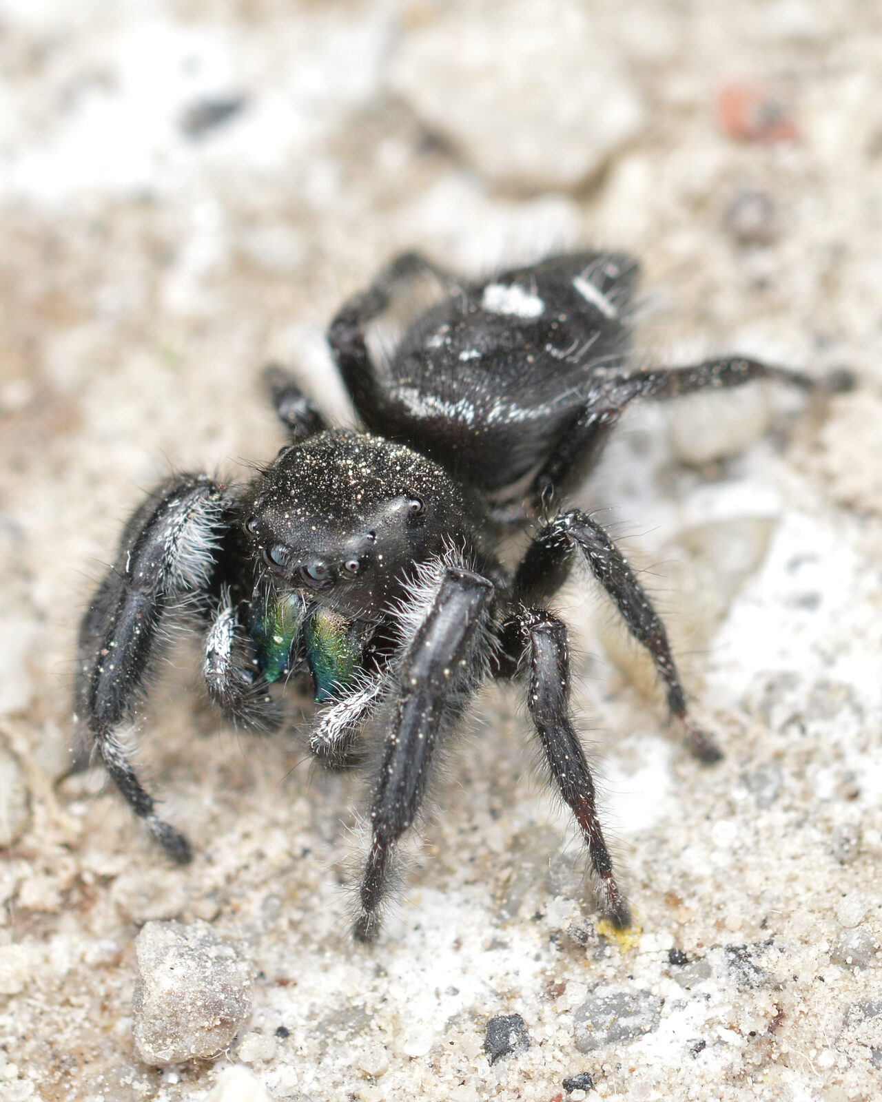Bold jumping spider on gravel, black with white leg markings and iridescent green mouthparts