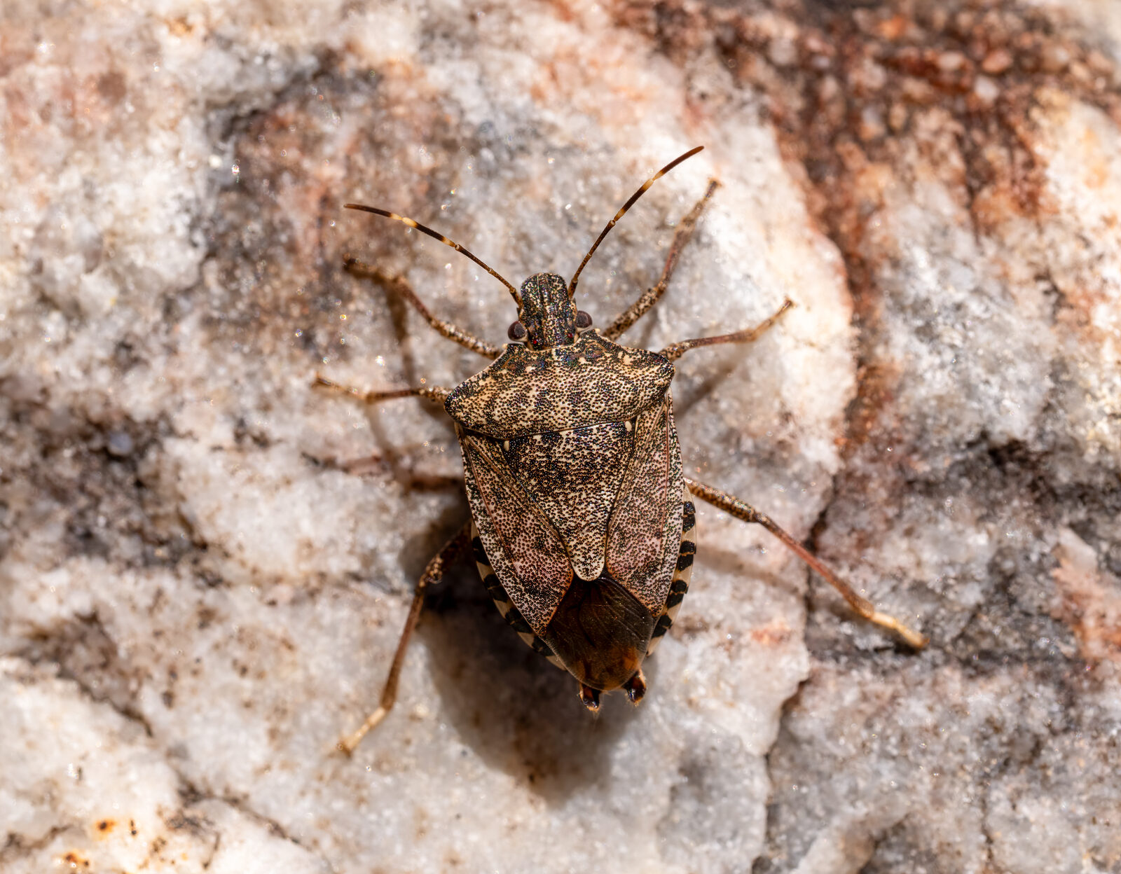 Brown marmorated stink bug on a leaf, showing a shield-shaped mottled brown body