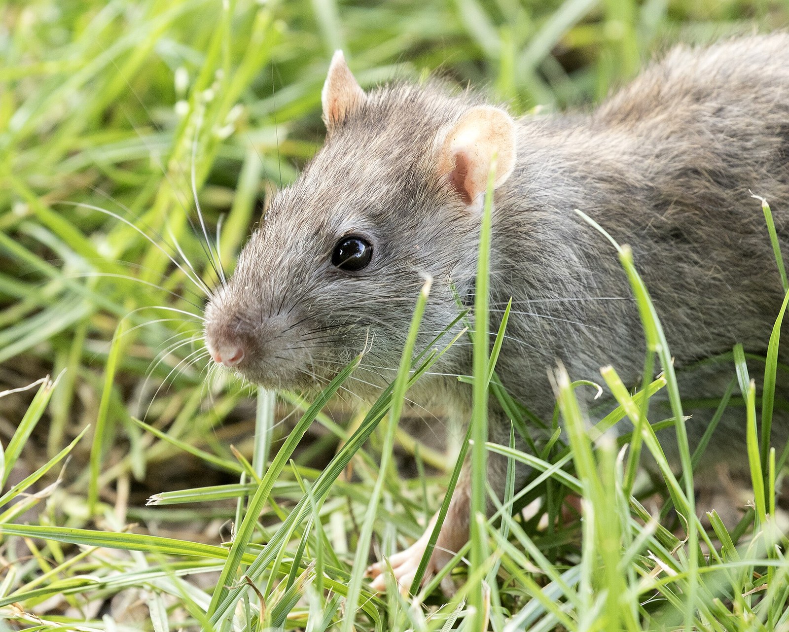 Heavy-bodied brown Norway rat with small ears and a blunt nose sitting in grass