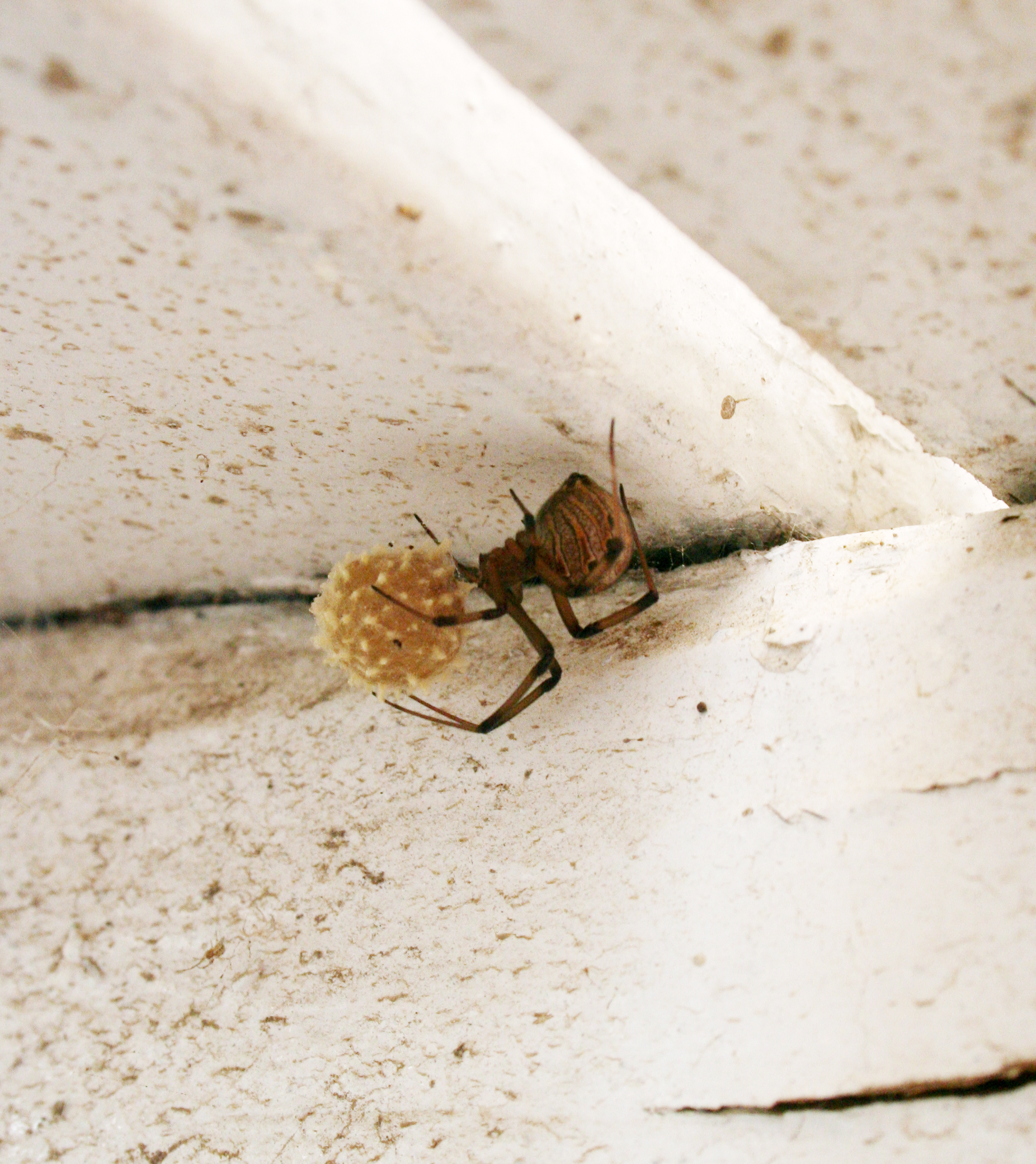 Brown widow spider on a white painted eave beside her tan egg sac covered in pointed spikes