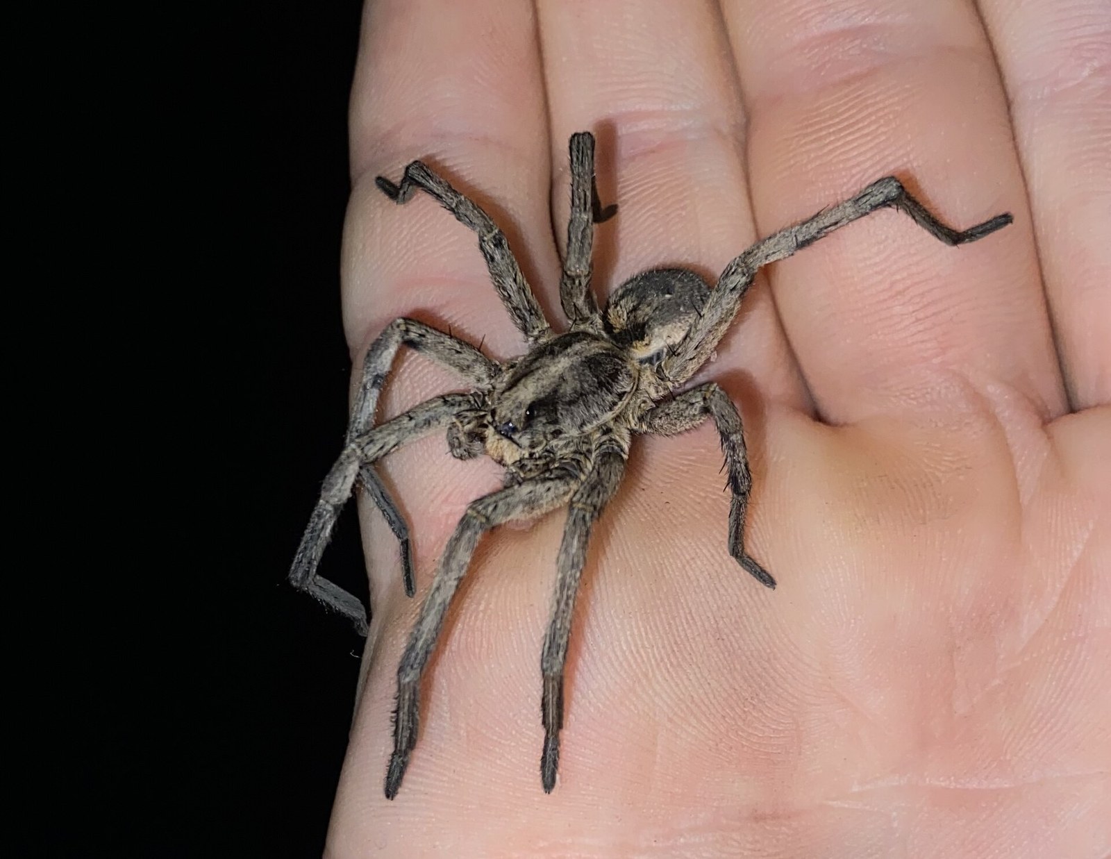 Large Carolina wolf spider resting across an open human hand