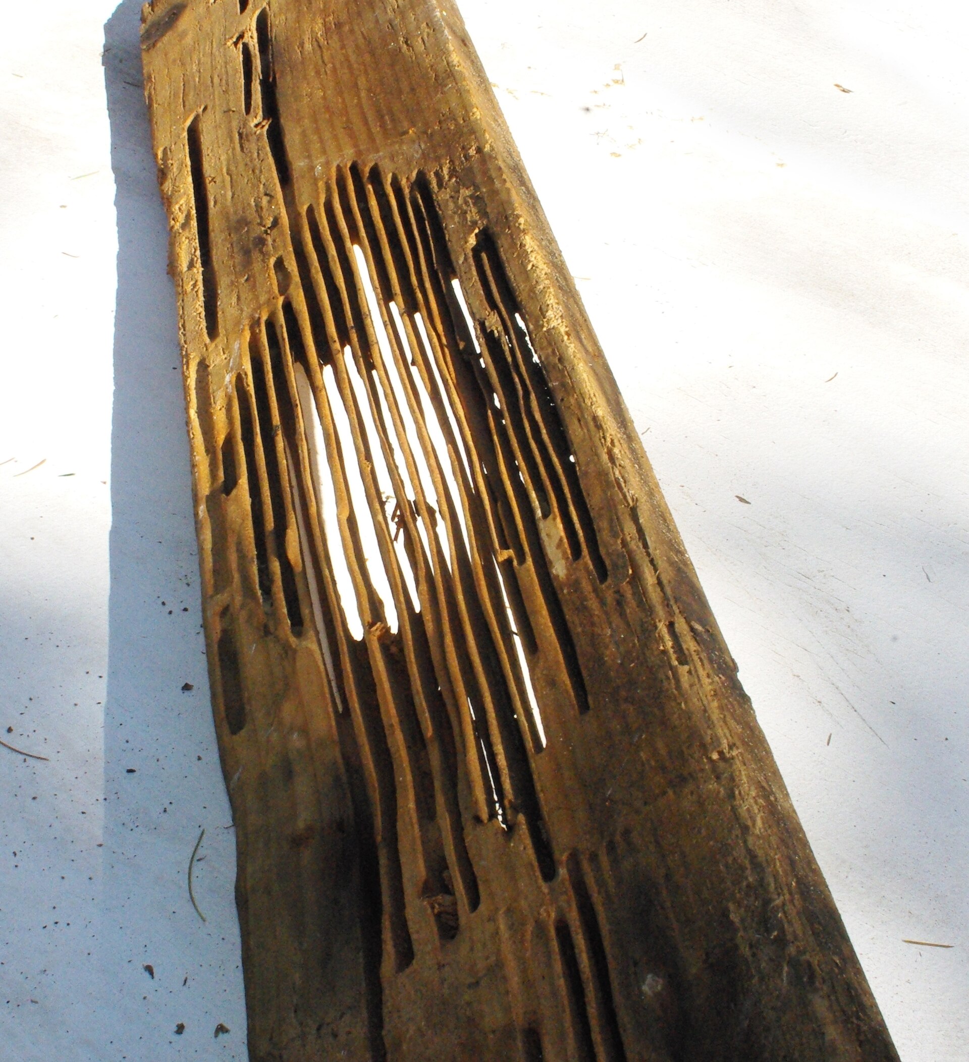 A weathered board split open to show long smooth carpenter ant galleries running with the grain, the harder growth rings left standing between them