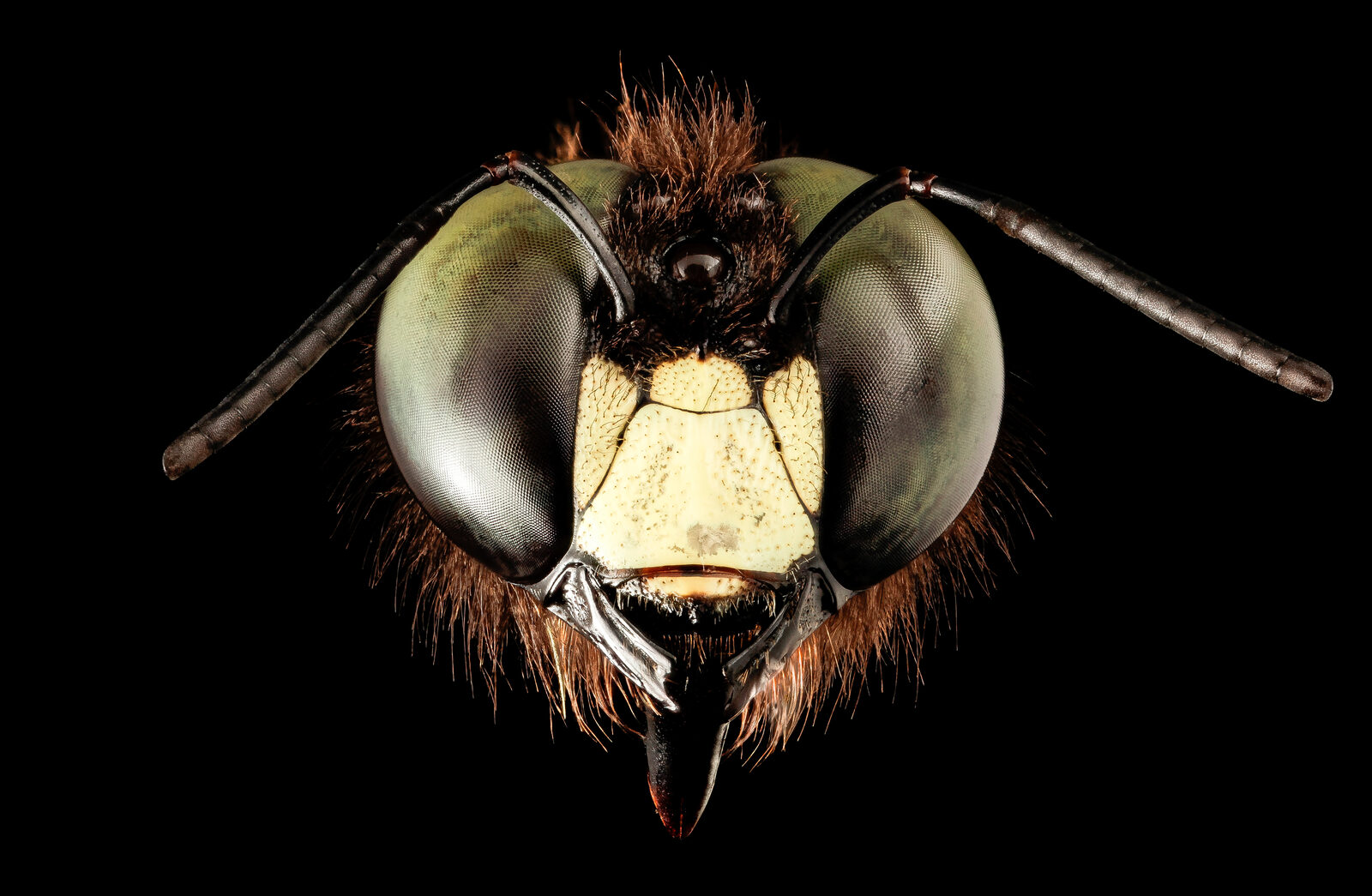Close-up of a male carpenter bee face showing the pale yellow patch between the eyes