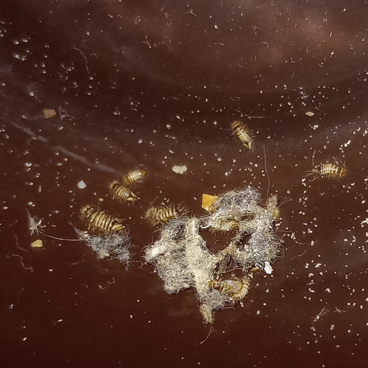 Bristly brown carpet beetle larvae on a pale surface