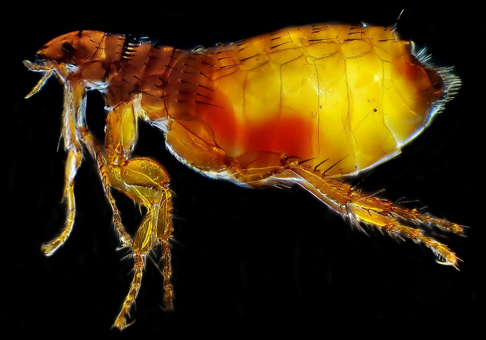 Extreme close-up of a cat flea, Ctenocephalides felis, showing the flattened brown body, long hind legs and backward-pointing combs