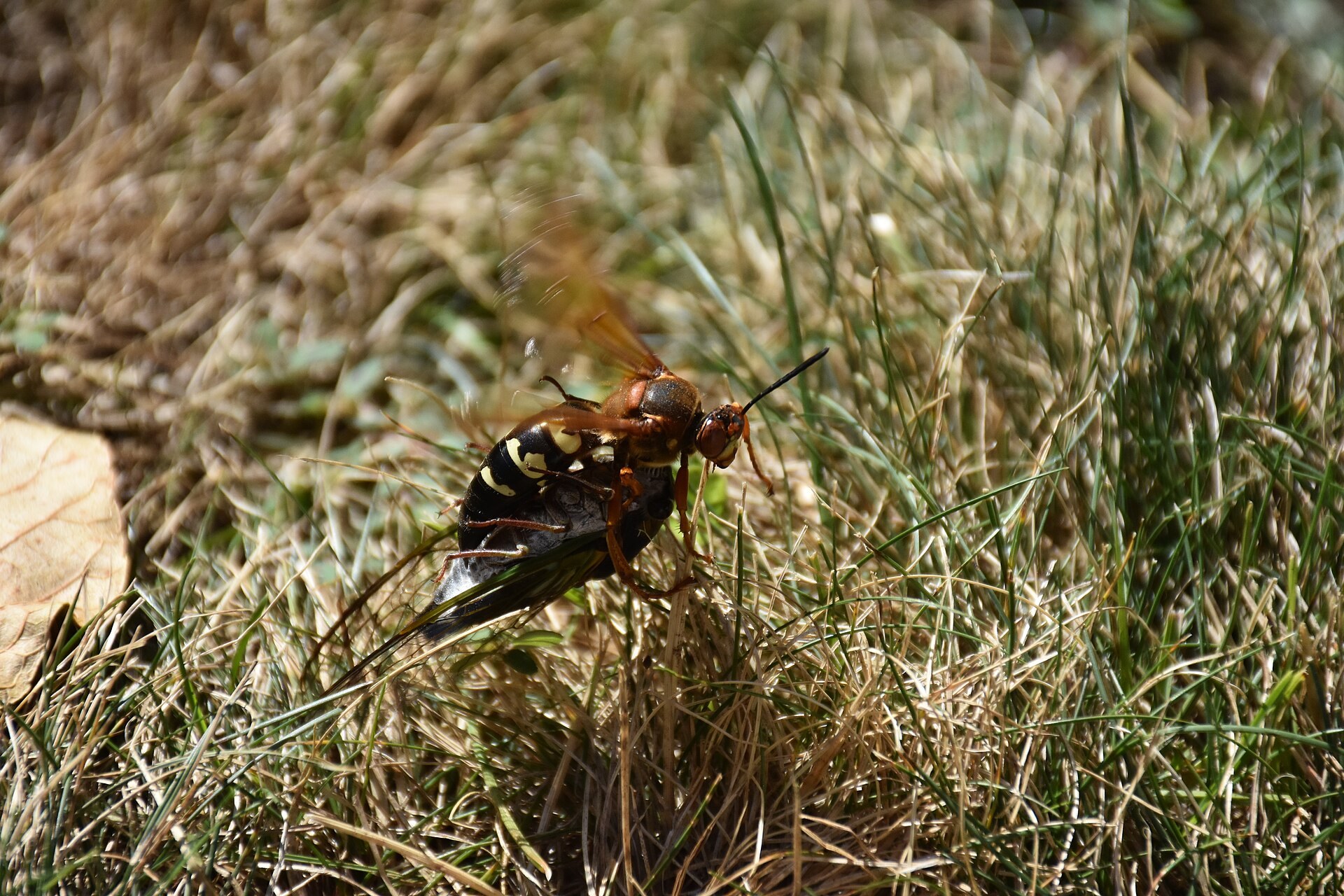 Cicada killer wasp with amber wings and a yellow-banded abdomen dragging a paralyzed cicada across a patchy lawn