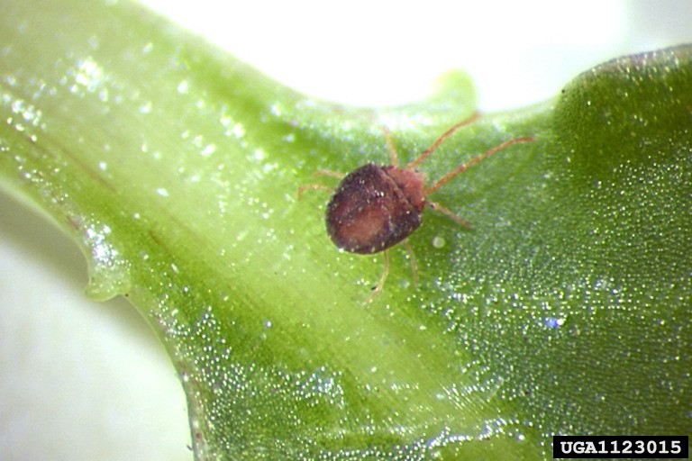 Clover mite on a green leaf, oval reddish-brown body with long front legs reaching forward