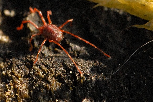 Bright red clover mite on dark tree bark, its front pair of legs extended forward and noticeably longer than the other six