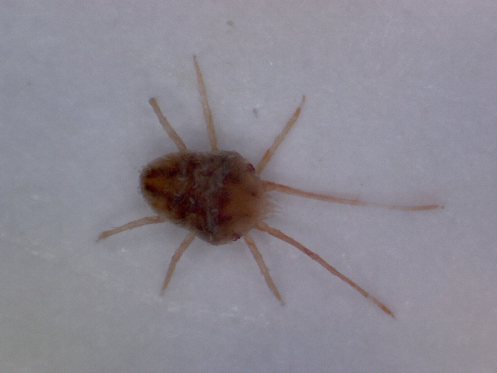 Clover mite magnified under a digital microscope on a white background, showing the oval body and eight legs with the front pair longest