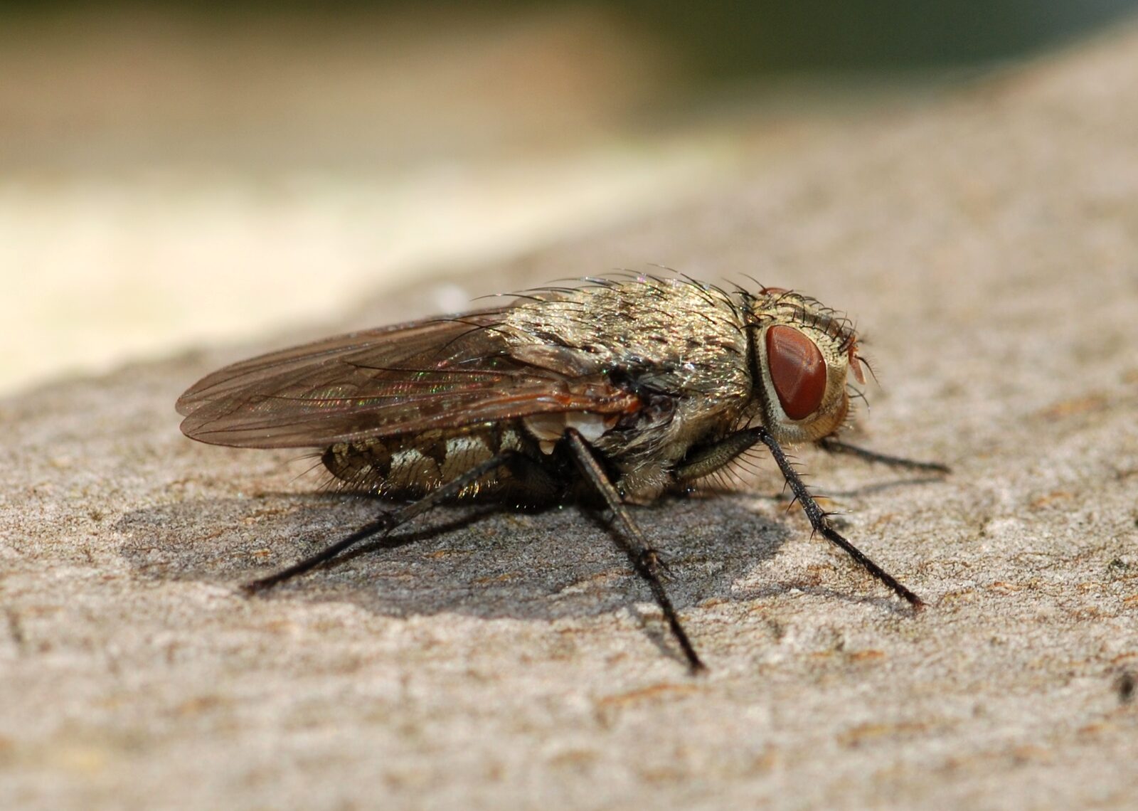 Cluster fly resting on a surface, showing golden hairs across the thorax