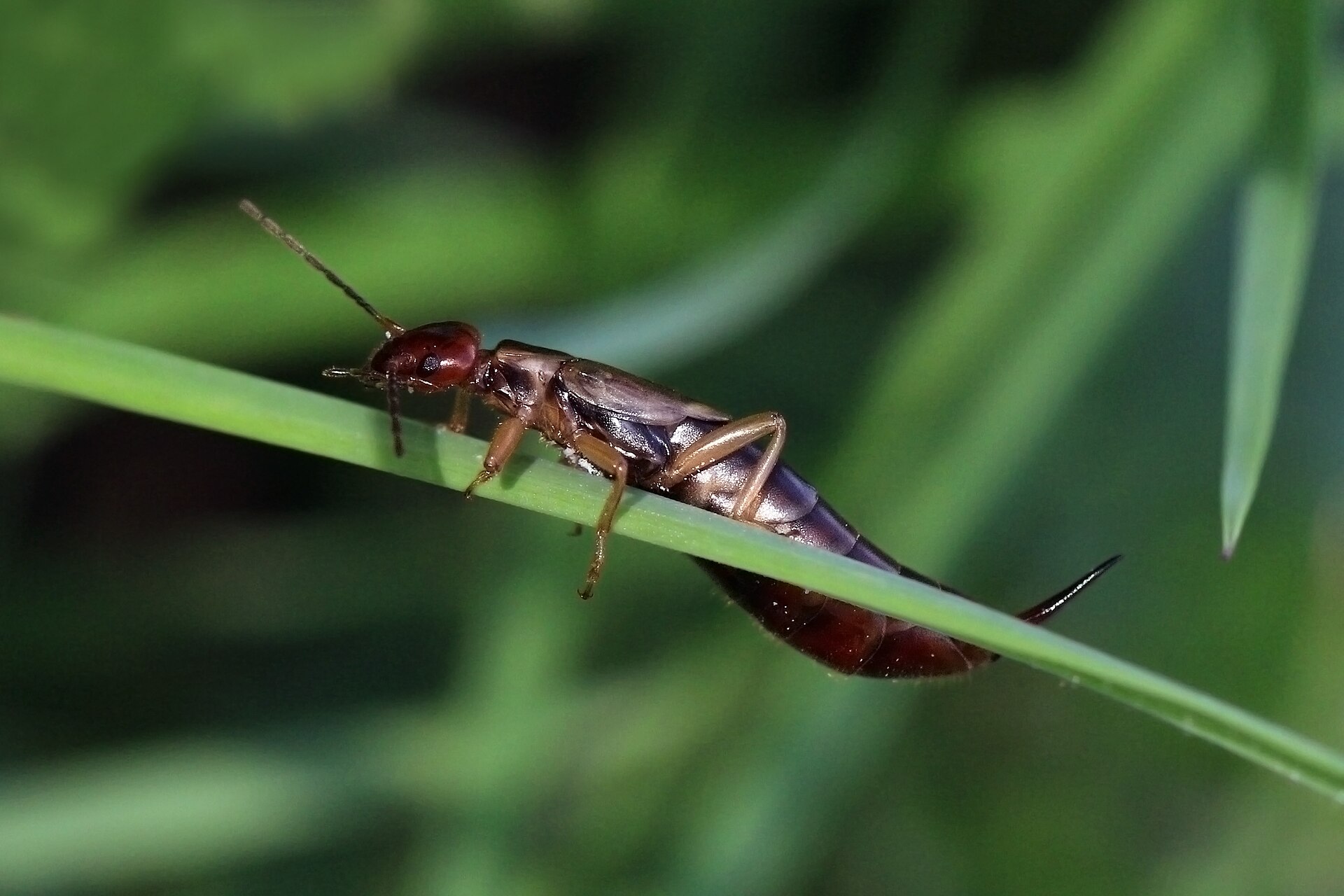 Common earwig with reddish brown body, short wing covers and straight rear pincers walking along a grass blade