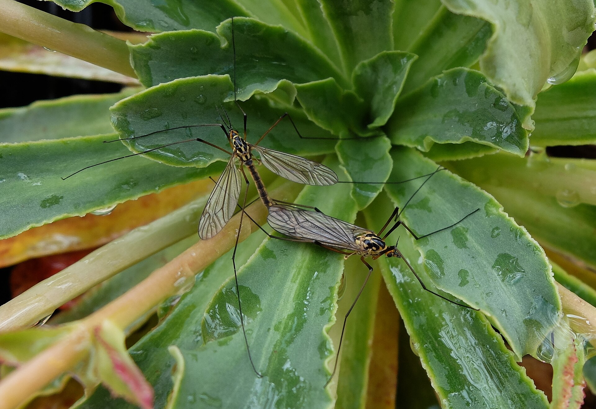 Two crane flies mating on a wet succulent plant, thin banded bodies joined end to end with long legs spread
