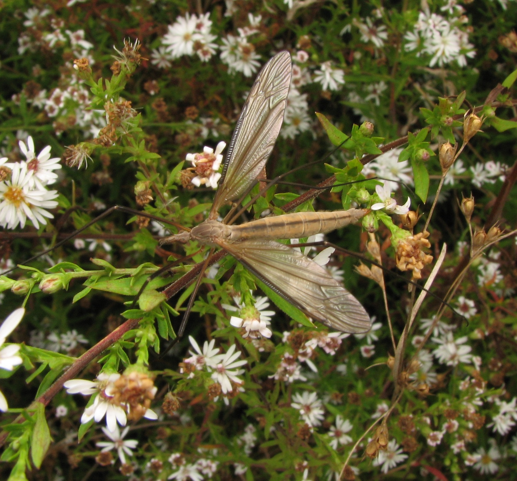 Crane fly resting on a mass of small white aster flowers with its wings spread and long legs draped over the stems