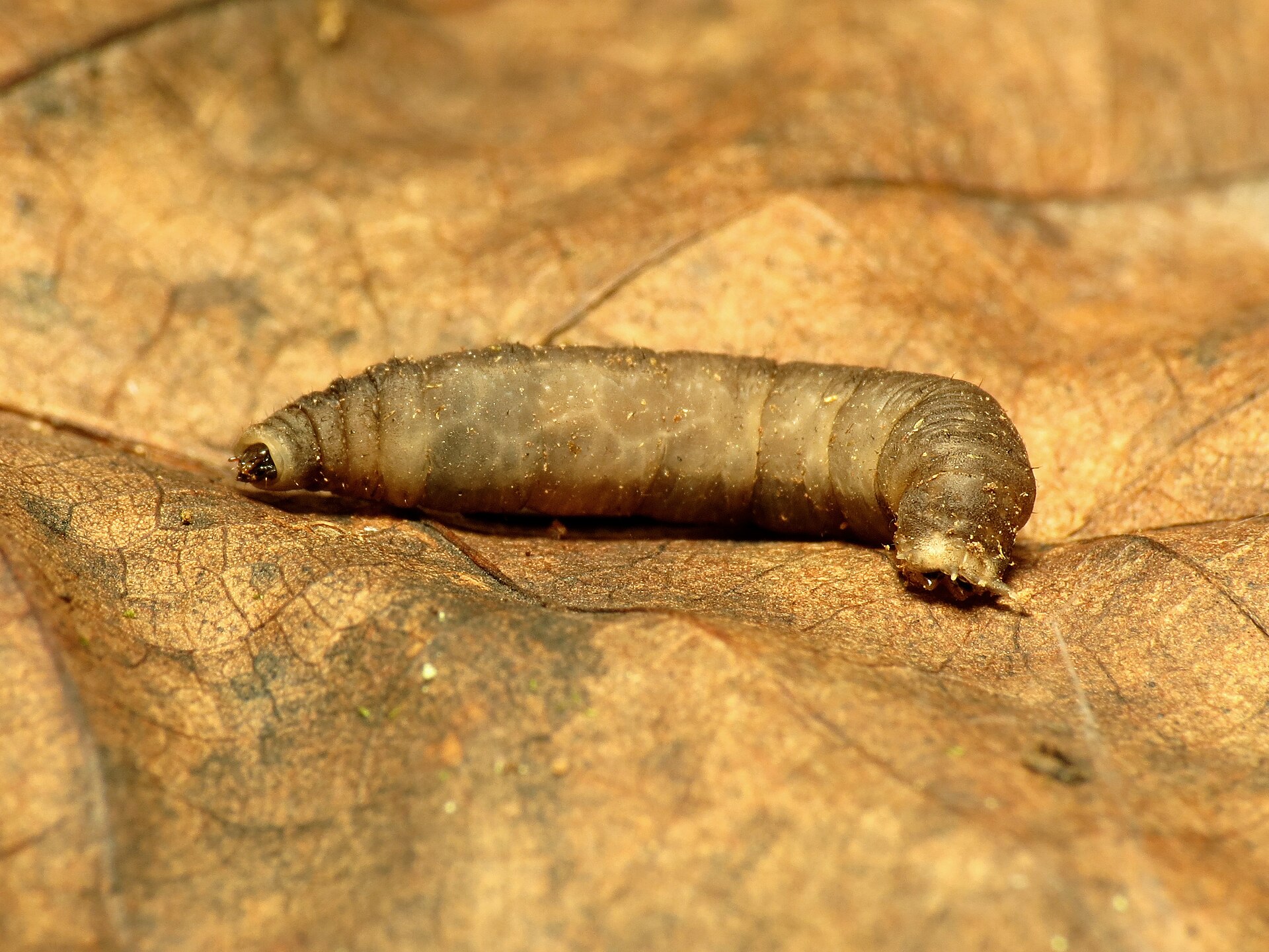 Gray brown legless crane fly larva, a leatherjacket, lying on a dead brown leaf with a small dark head at one end and finger-like projections at the other
